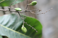 Semecarpus anacardium